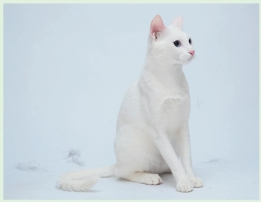 pet